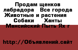 Продам щенков лабрадора - Все города Животные и растения » Собаки   . Ханты-Мансийский,Пыть-Ях г.